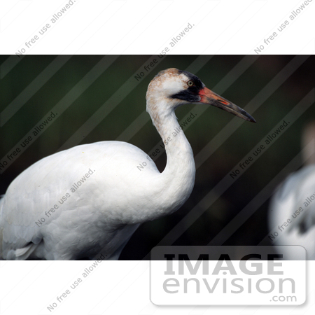 #15289 Picture of a Whooping Crane (Grus americana) by JVPD