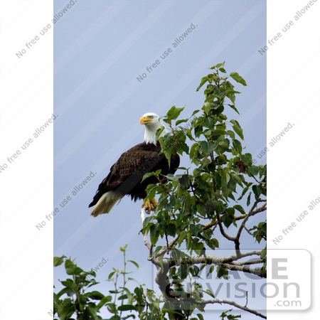 #15291 Picture of an American Bald Eagle (Haliaeetus leucocephalus) by JVPD