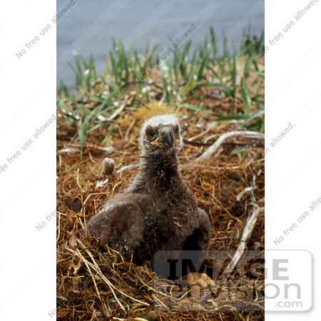 #15293 Picture of a Bald Eagle Chick (Haliaeetus leucocephalus) by JVPD