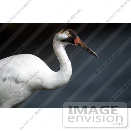 #15294 Picture of a Whooping Crane (Grus americana) by JVPD