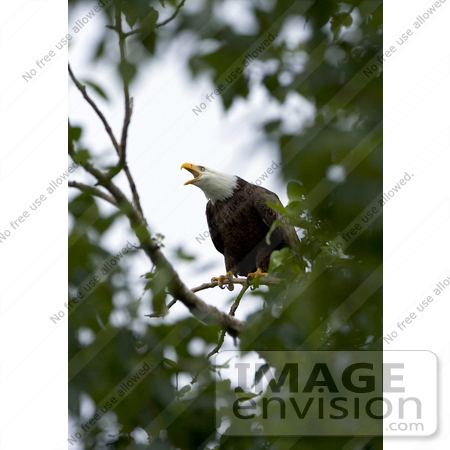 #15301 Picture of a Bald Eagle (Haliaeetus leucocephalus) in a Tree and Calling by JVPD