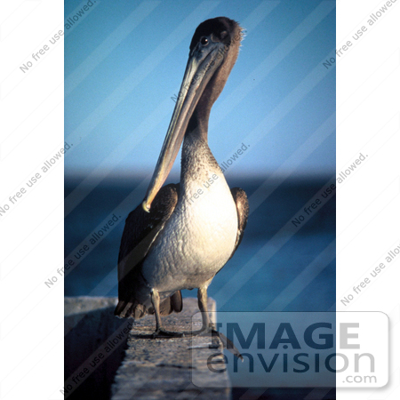 #15303 Picture of a Brown Pelican (Pelecanus occidentalis) by JVPD