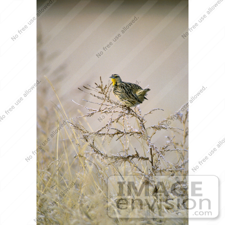 #15305 Picture of a Western Meadowlark (Sturnella neglecta) by JVPD