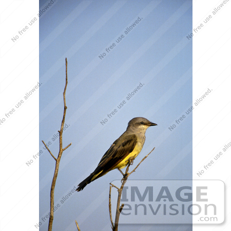 #15307 Picture of a Western Kingbird (Tyrannus verticalis) by JVPD