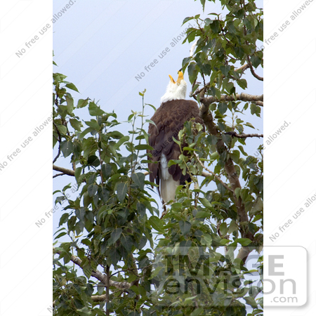 #15308 Picture of a Bald Eagle (Haliaeetus leucocephalus) in a Tree by JVPD