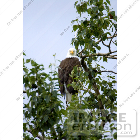 #15309 Picture of a Bald Eagle (Haliaeetus leucocephalus) Perching in a Tree by JVPD