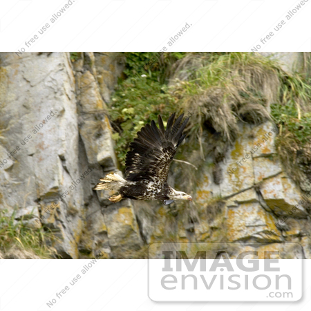 #15310 Picture of a Juvenile Bald Eagle (Haliaeetus leucocephalus) in Flight by JVPD
