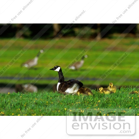 #15312 Picture of Canada Geese (Branta canadensis) And Goslings by JVPD