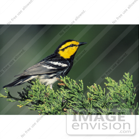 #15314 Picture of a Golden-Cheeked Warbler (Dendroica chrysoparia) by JVPD