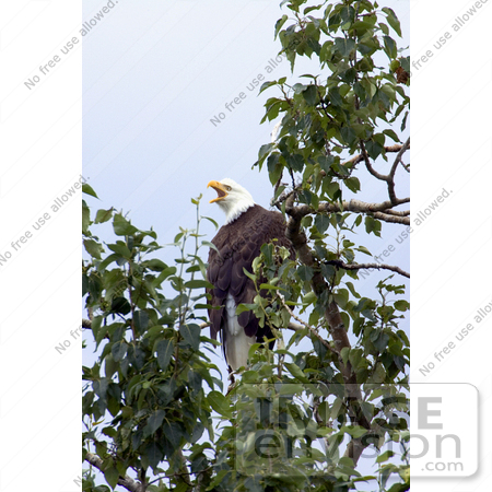 #15315 Picture of a Bald Eagle (Haliaeetus leucocephalus) by JVPD