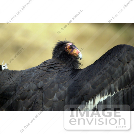 #15316 Picture of a California Condor (Gymnogyps californianus) With Open Wings by JVPD