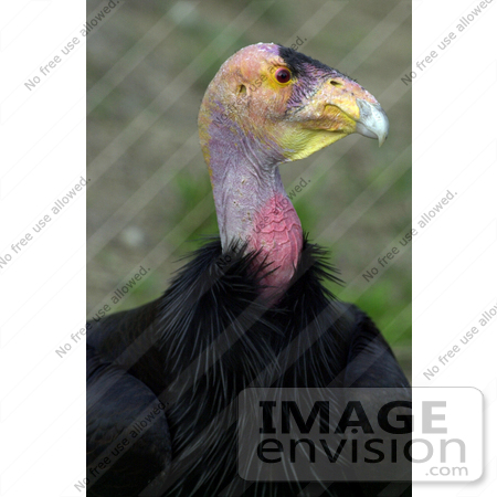 #15319 Picture of a California Condor (Gymnogyps californianus) in Profile by JVPD