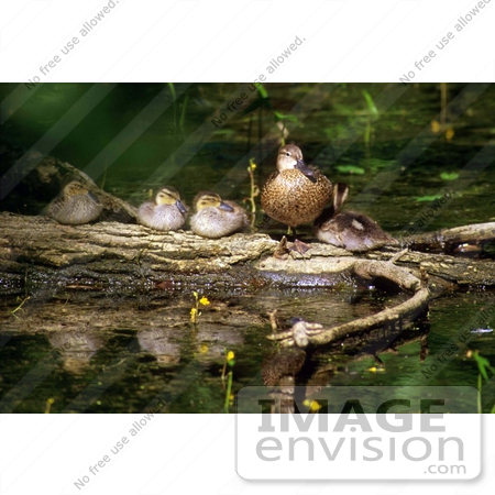 #15321 Picture of a Blue-winged Teal (Anas discors) and Ducklings by JVPD