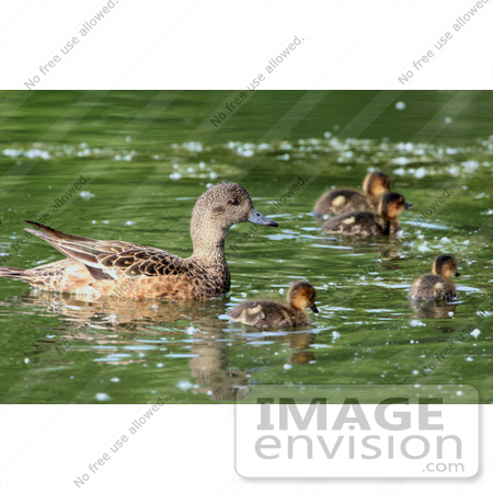 #15322 Picture of an American Wigeon Brood (Anas americana) by JVPD