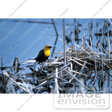 #15323 Picture of a Yellow-headed blackbird (Xanthocephalus xanthocephalus) by JVPD