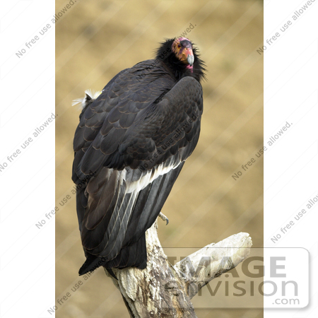 #15325 Picture of a California Condor (Gymnogyps californianus) by JVPD