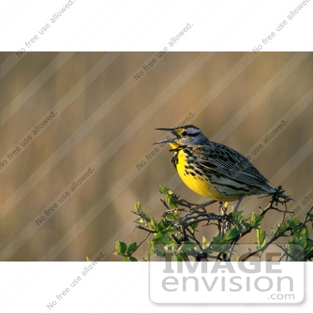 #15327 Picture of a Western Meadowlark (Sturnella neglecta) by JVPD
