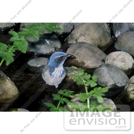 #15329 Picture of a Western Scrub Jay (Aphelocoma californica) Wading by JVPD