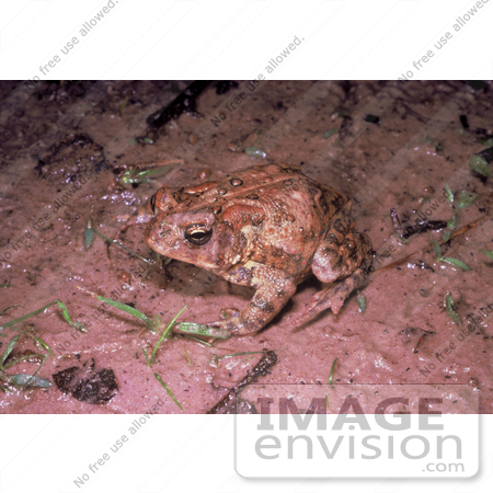 #15335 Picture of a Houston Toad (Bufo houstonensis) by JVPD
