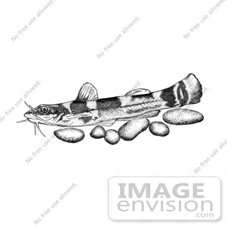 #15497 Picture of a Carolina Madtom Fish (Noturus furiosus) by JVPD