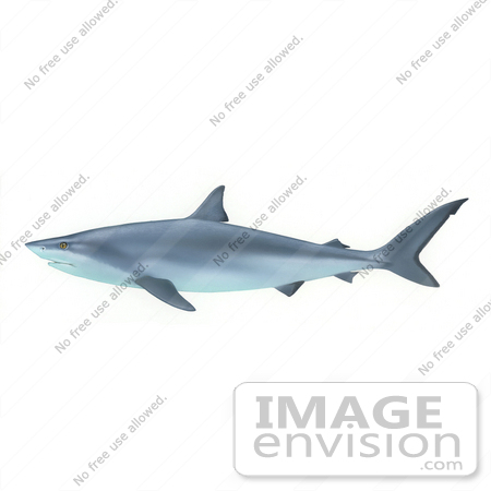 #15500 Picture of a Shark by JVPD
