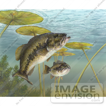 #15504 Picture of Black Bass, Green Trout, Bigmouth Bass, Lineside Bass, Largemouth Bass (Micropterus salmoides) by JVPD