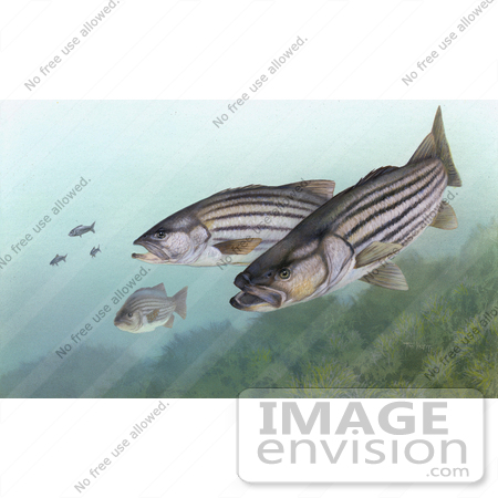 #15505 Picture of Striped Bass (Morone saxatilis) by JVPD