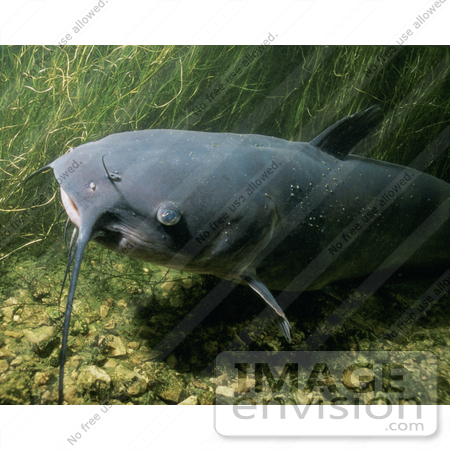 #15520 Picture of a Channel Catfish (Ictalurus punctatus) by JVPD