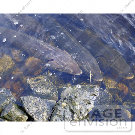 #15529 Picture of Lake Sturgeon (Acipenser fulvescens) by JVPD