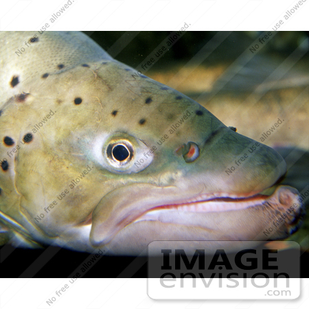 #15533 Picture of Face of a Brown Trout (Salmo trutta) by JVPD