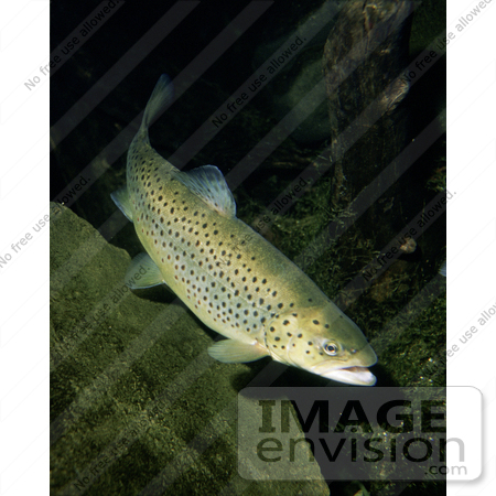 #15536 Picture of a Brown Trout (Salmo trutta) by JVPD