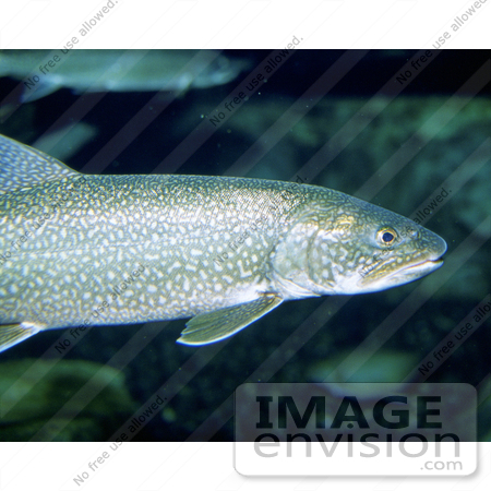 #15540 Picture of Lake Trout, Salvelinus namaycush by JVPD