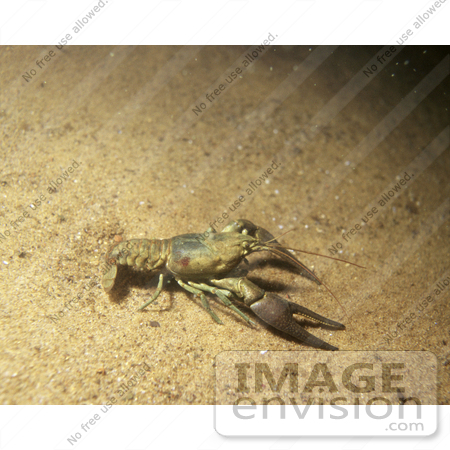#15543 Picture of a Crawdad, Crayfish, Crawfish (Astacidae) by JVPD
