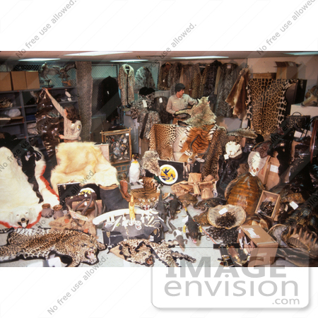 #15548 Picture of Hundreds of Confiscated Wildlife Products by JVPD