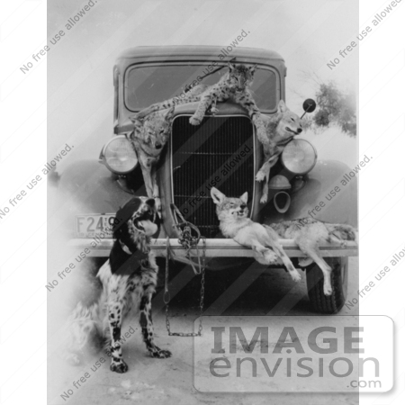 #15549 Picture of a Dog Posing in Front of an Old Car With Hunted and Killed Coyotes and a Bobcat by JVPD