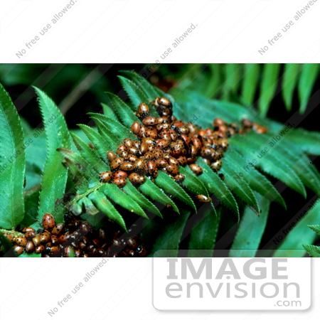 #15552 Picture of Ladybugs on a Fern Leaf by JVPD