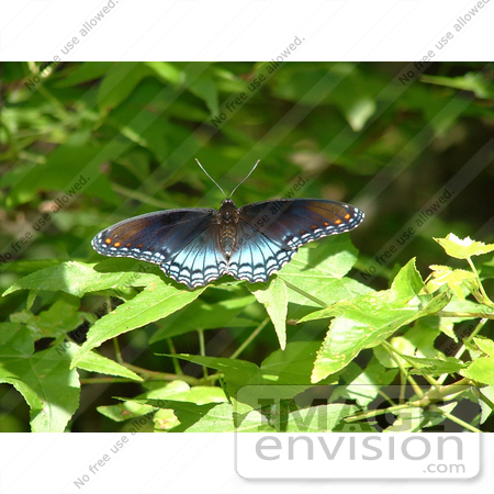 #15554 Picture of a Red Spotted Purple Butterfly (Limentis arthemis astyanax) by JVPD