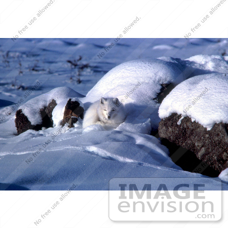 #15557 Picture of an Arctic Fox (Alopex lagopus) Curled up in Snow by JVPD