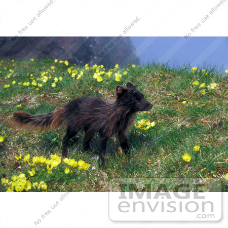 #15560 Picture of an Arctic Fox (Alopex lagopus) Standing in Alaska Poppies by JVPD