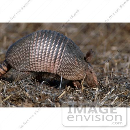 #15562 Picture of a Nine-banded Long-nosed Armadillo (Dasypus novemcinctus) by JVPD