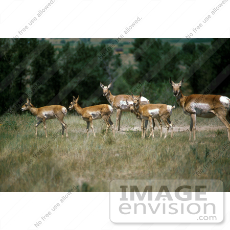 #15571 Picture of a Herd of Pronghorn Antelope (Antilocapra americana) by JVPD
