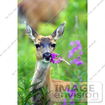 #15574 Picture of a Sitka Deer (Odocoileus hemionus sitkensis) Eating Fireweed Flowers by JVPD