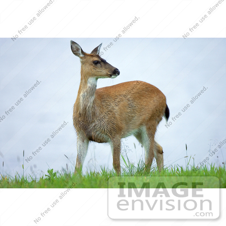 #15575 Picture of a Sitka Deer (Odocoileus hemionus sitkensis) by JVPD