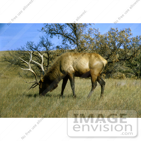 #15577 Picture of an Elk, Wapiti Grazing by JVPD