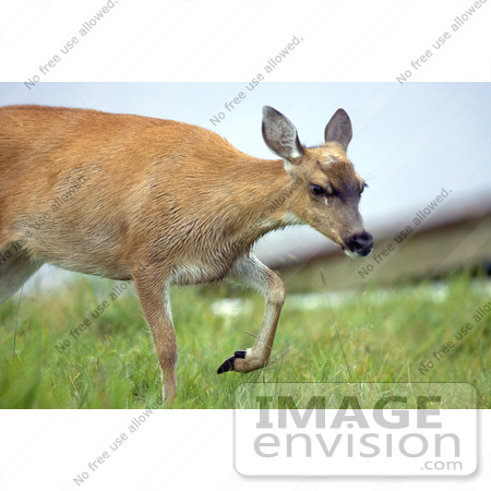 #15578 Picture of a Sitka Black-tailed Deer (Odocoileus hemionus sitkensis) by JVPD