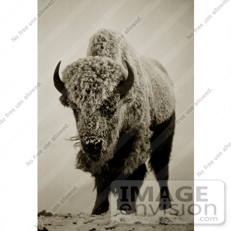 #15585 Picture of a Buffalo Bison in Fog, Frost and Snow by JVPD
