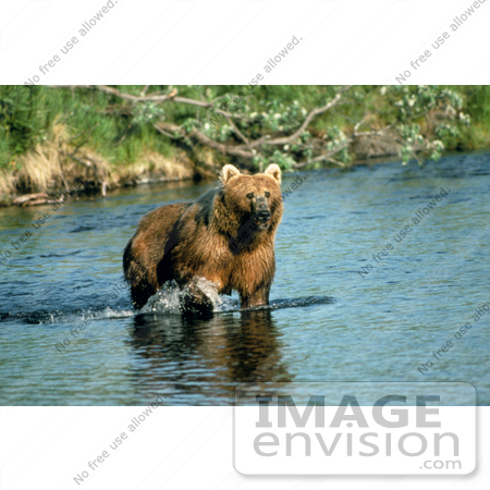 #15588 Picture of a Brown Bear (Ursus arctos) Standing in a Creek, Alaska by JVPD