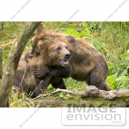 #15590 Picture of Brown Bears (Ursus arctos) Playing by JVPD