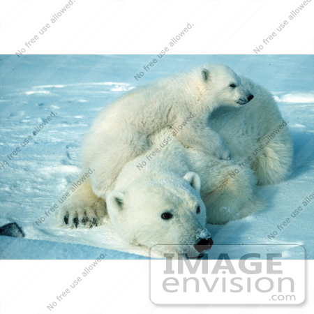 #15592 Picture of a Polar Bear and Cub by JVPD