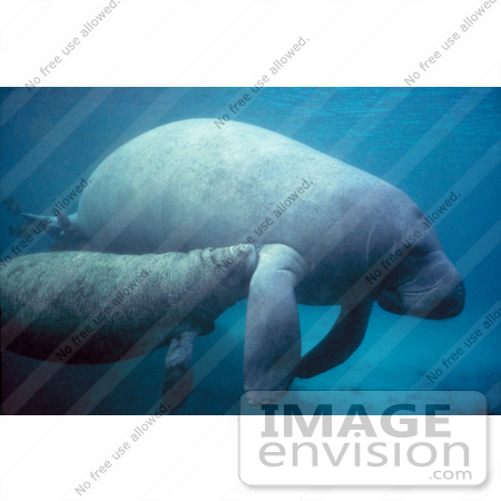 #15593 Picture of a West Indian Manatee Calf Nursing Off of a Cow (Trichechus manatus) by JVPD